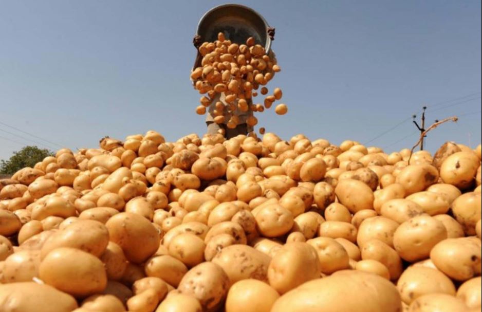 Через брак сировини в Європі зросли ціни на картоплю для переробки