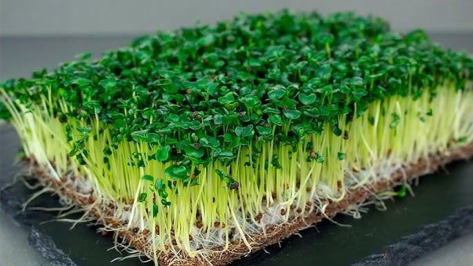 Мікрозелень популярного овочу сприяє зниженню ваги, – дослідження