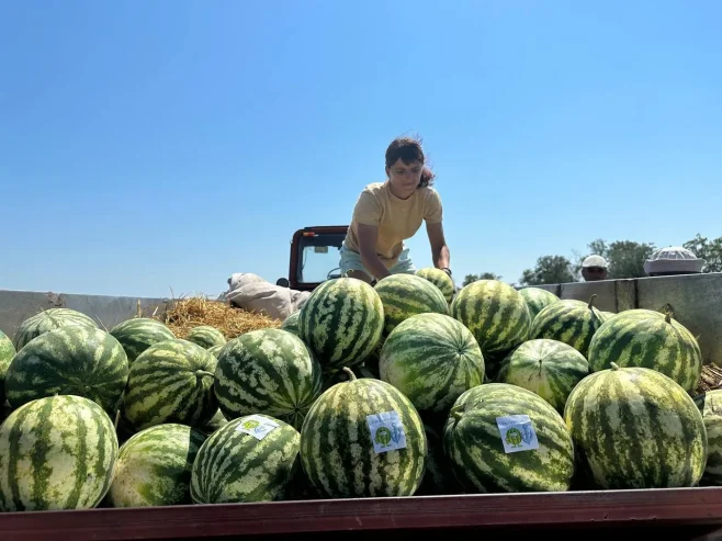 Вистачить на всіх: на Одещині збирають перші врожаї кавунів (фото)