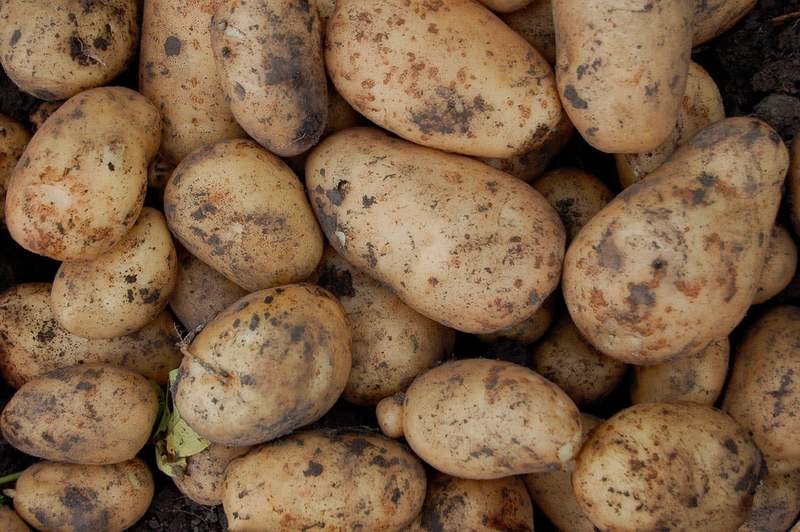 Ціни на картоплю в Україні значно знизилися