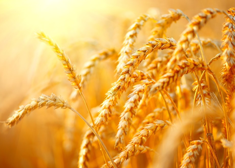 У Мінагрополітики розповіли, скільки пшениці цьогорічного врожаю Україна зможе експортувати