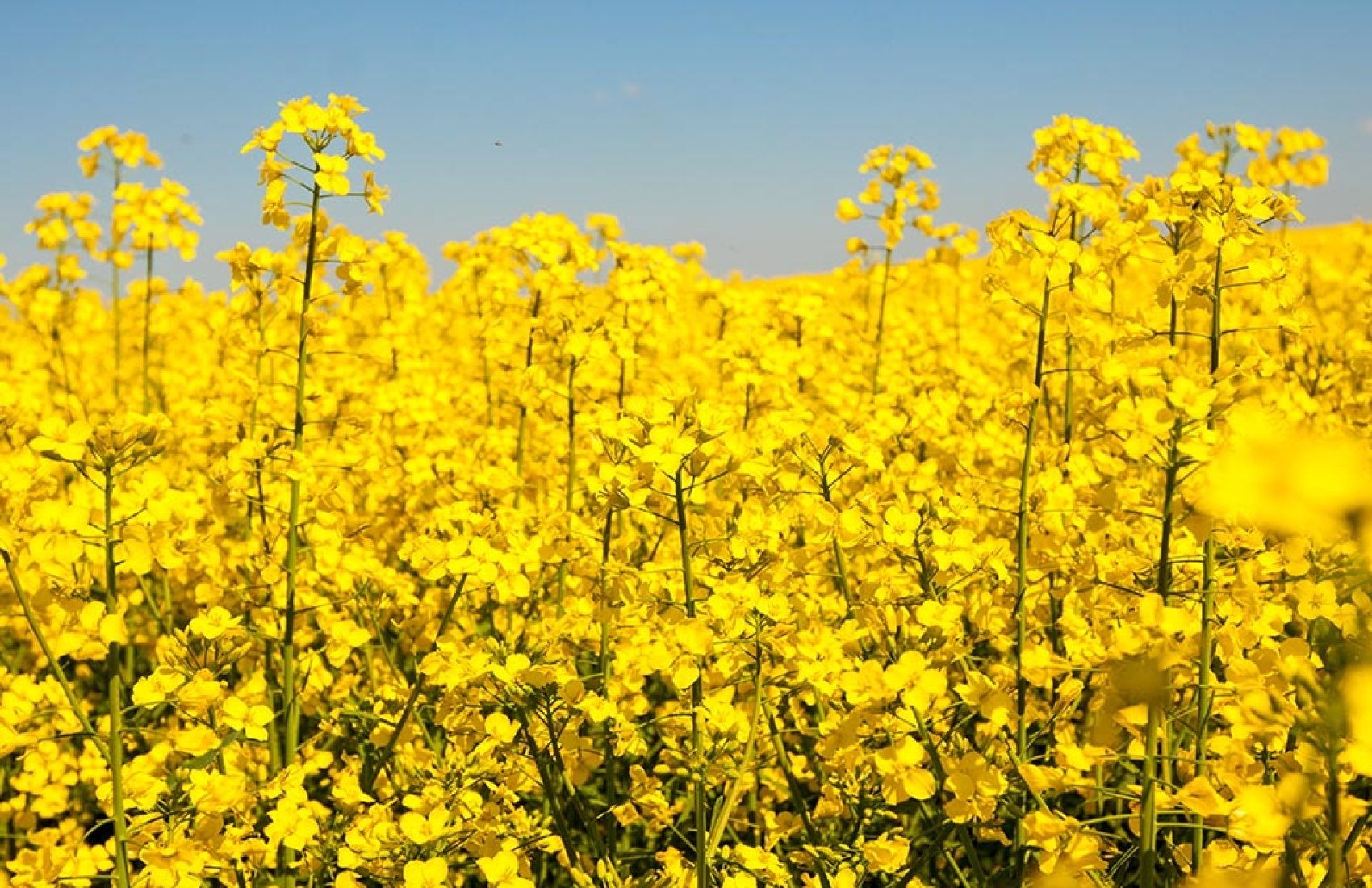 Українські фермери можуть отримати насіння озимого ріпаку: як подати заявку