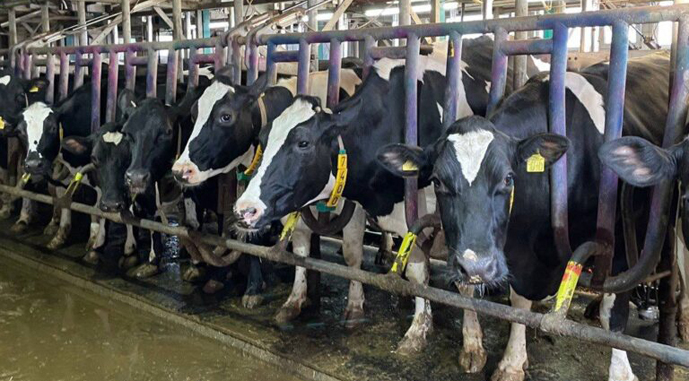 На Полтавщині молочні ферми хочуть вивести з графіків відключень світла