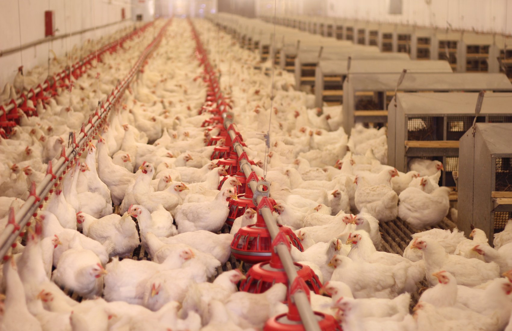 Україна послабила заборону на імпорт польських яєць і курятини