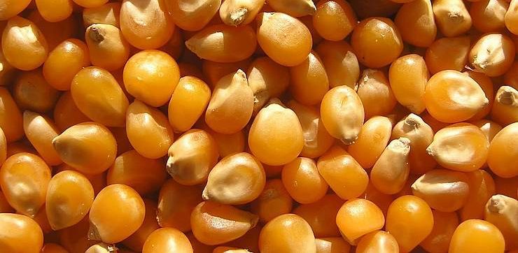 Українська кукурудза користується попитом з боку Італії та Іспанії