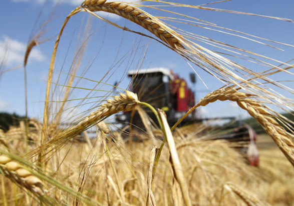 На вартість українського зерна більше всього впливає логістика