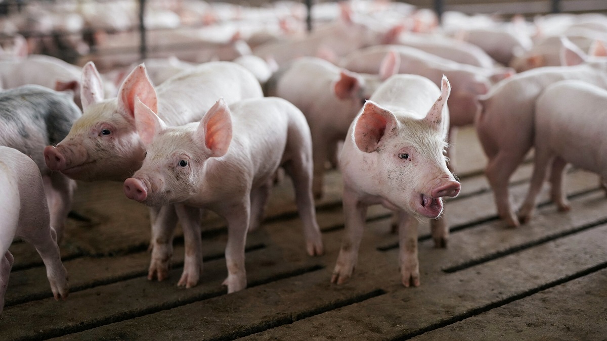 На Київщині зафіксували спалах африканської чуми свиней