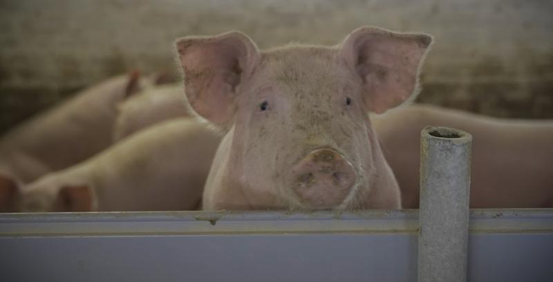На Кіровоградщині знищать 500 свиней через спалах АЧС