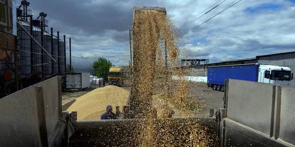 Експорт українського зерна досяг 12 млн тонн