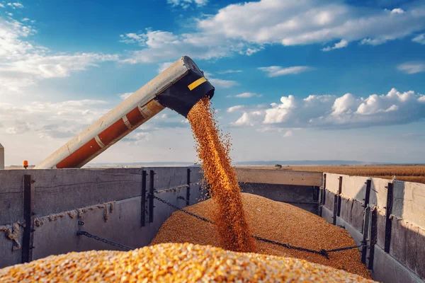 Втрати зернового сектору України через війну можуть цьогоріч перевищити $3,2 млрд — Reuters