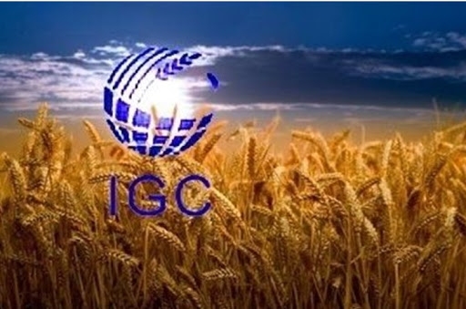 Експерти IGC прогнозують зниження світових запасів зерна до 9-річного мінімуму