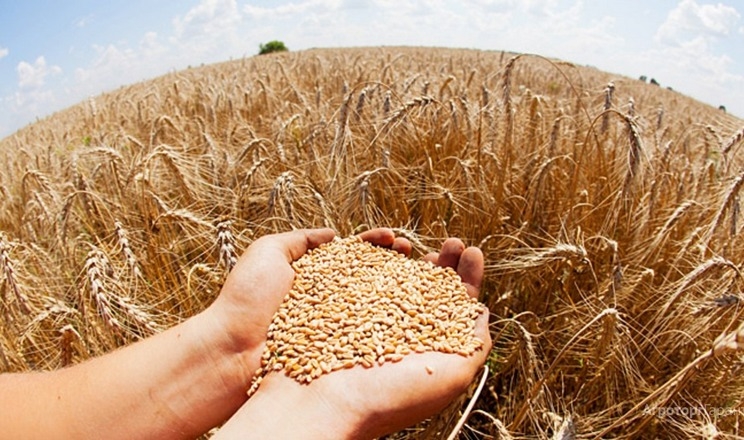 Ріпак і пшениця в тандемі є найрентабельнішими культурами, – фермер