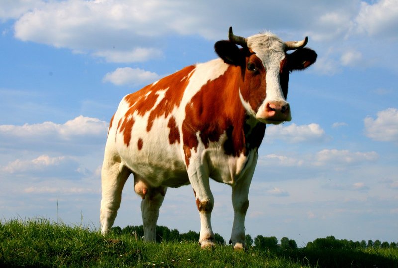 В Україні скорочується поголів’я корів: причина не тільки у війні