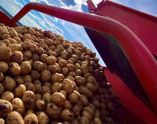 Фермери почали активно підвищувати ціну на картоплю