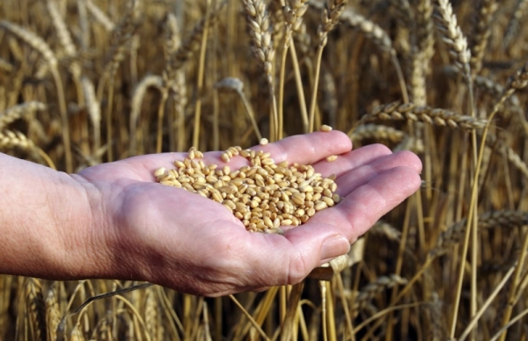 В Україні пропонують створити спецфонд та викупити в аграріїв близько 10 млн тонн зерна