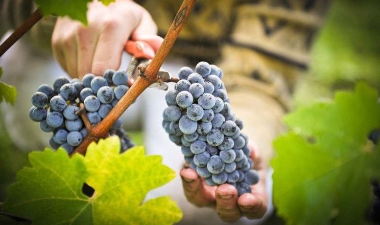 На Одещині стало неможливо вирощувати виноград без зрошення