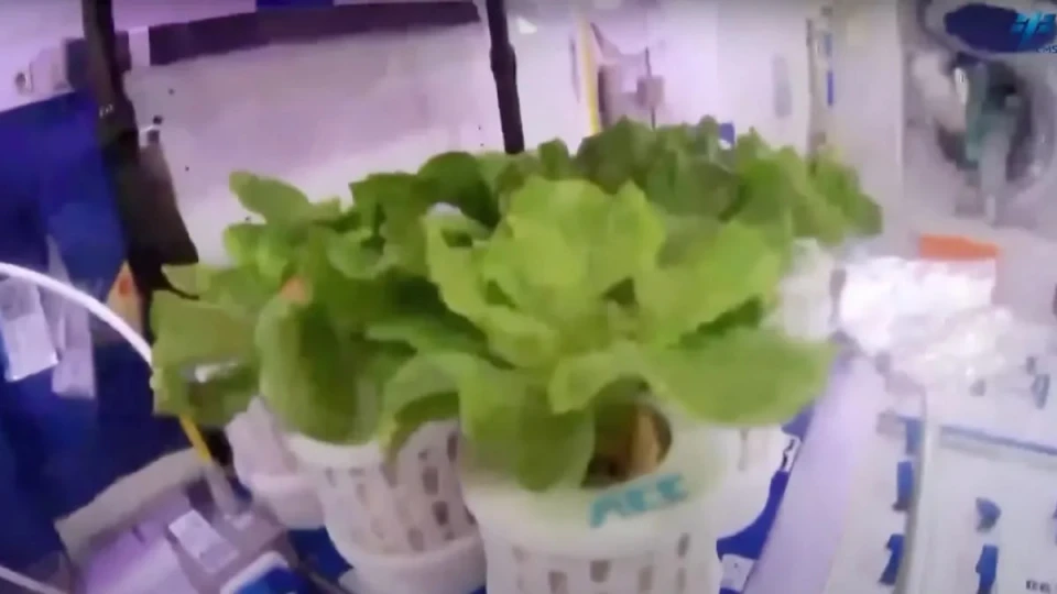 Китайські астронавти вирощують овочі на орбіті для освоєння далекого космосу