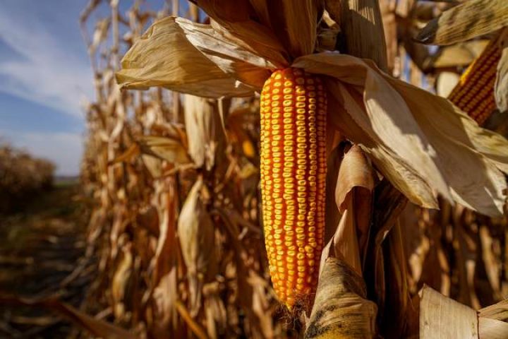 Аналітики підвищили прогноз виробництва кукурудзи в Україні