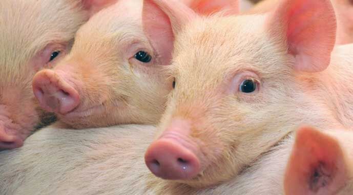 На Кіровоградщині знову спалах АЧС: знищено близько сотні свиней