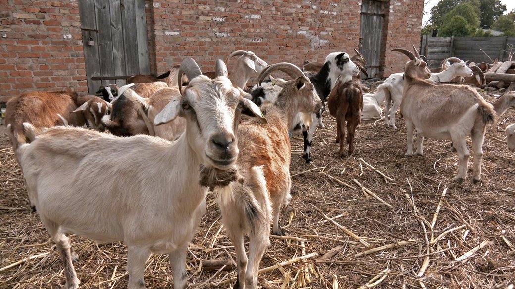 “Довелося скоротити поголів’я”: фермер із Донеччини не може вигодувати кіз, яких перевіз на Волинь