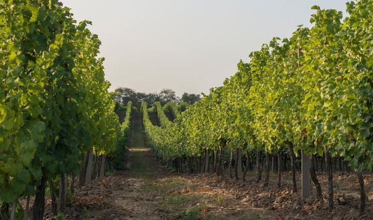 На Одещині почали викорчовувати плантації винограду