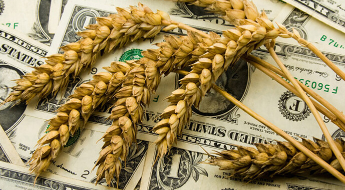 Українські фермери недоотримують чверть ціни від продажу пшениці