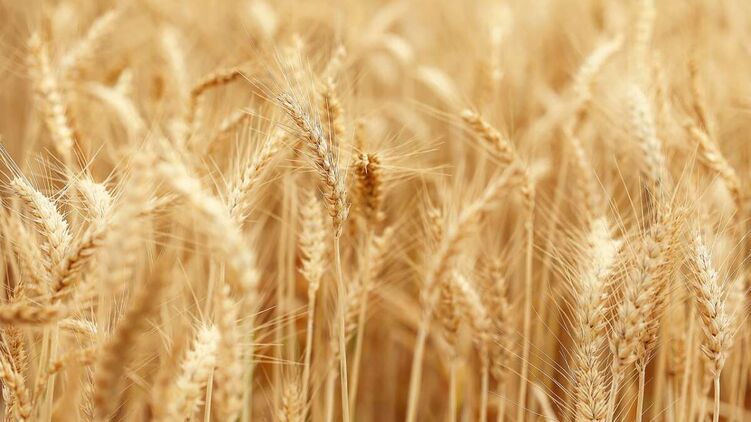 Влада Румунії затвердила механізм захисту своїх фермерів від імпорту зерна з України. Він узгоджений із Києвом