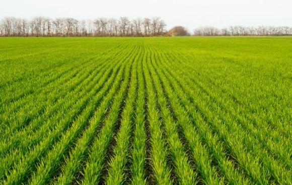 Частина посівів озимих в Україні може увійти в зиму в слаборозвиненому стані
