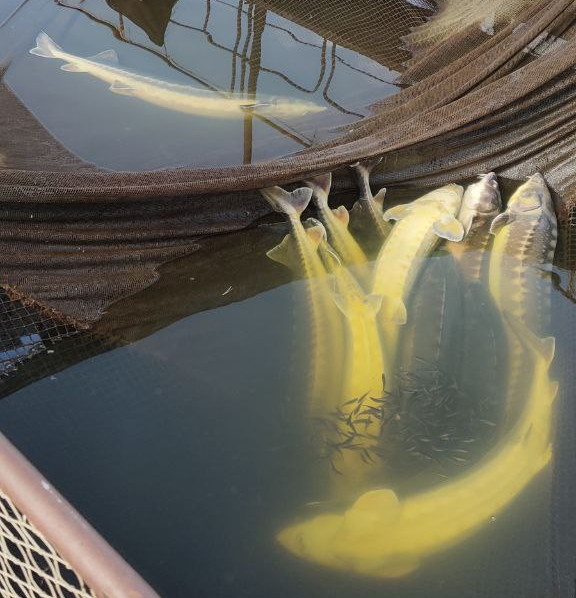 На унікальній осетровій фермі на Вінниччині через раптове забруднення річки померла вся риба