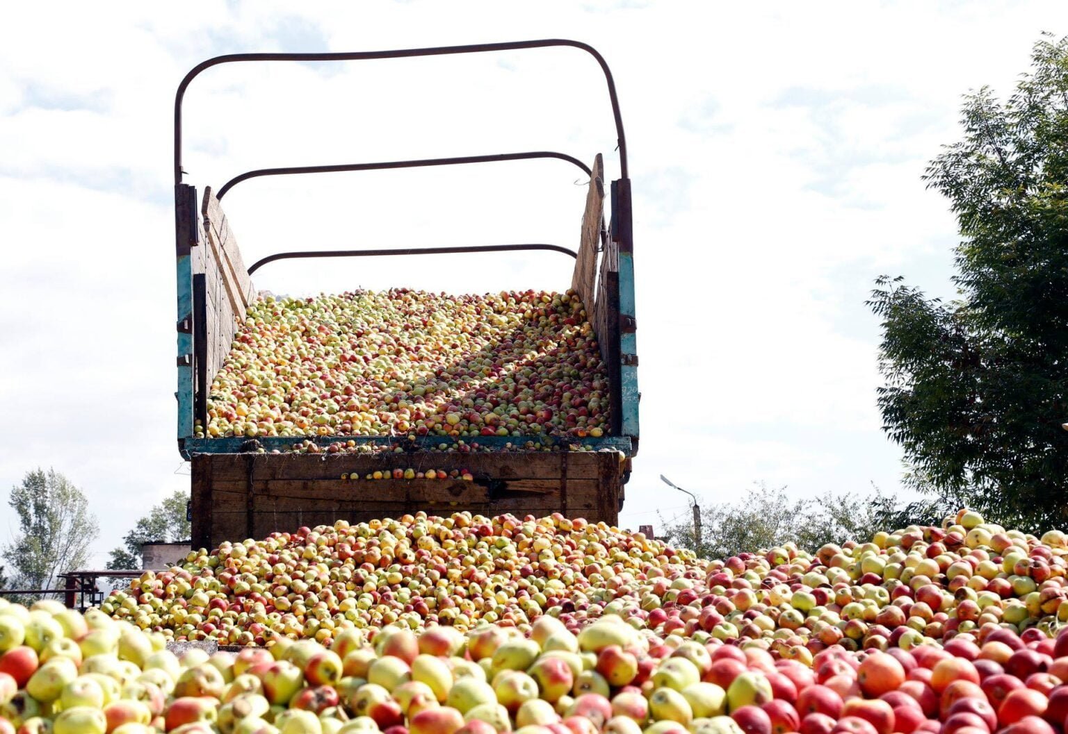 Несподівано для всіх у Польщі почали падати закупівельні ціни на промислове яблуко