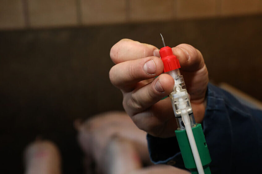 Вчені з Австралії та США об’єднують зусилля для створення вакцини проти АЧС