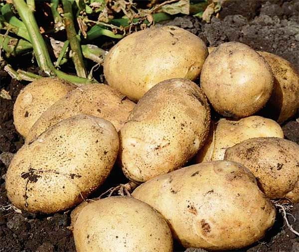В Україні дорожчає картопля: які ціни