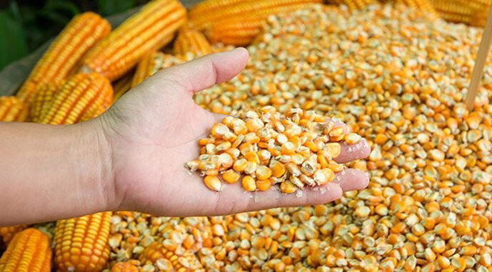 В Україні ціни на кукурудзу зростають, а світові залишаються під тиском збільшення прогнозів виробництва