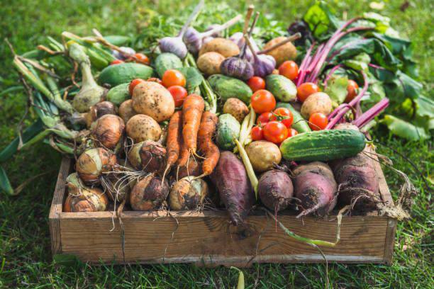 В Україні зібрали 29 млн тонн овочів: які регіони у лідерах