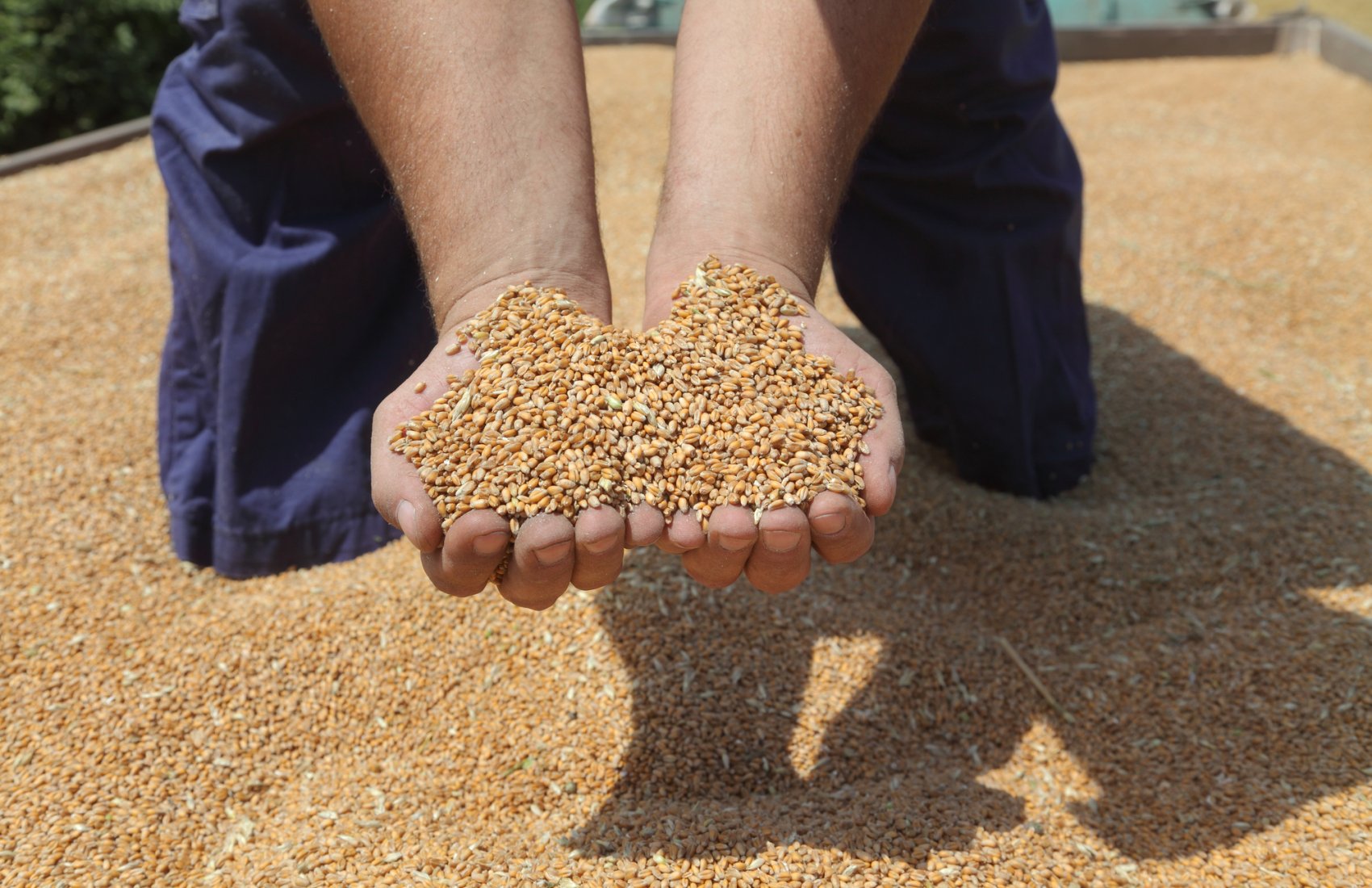 Ціни на пшеницю продовжують зростати