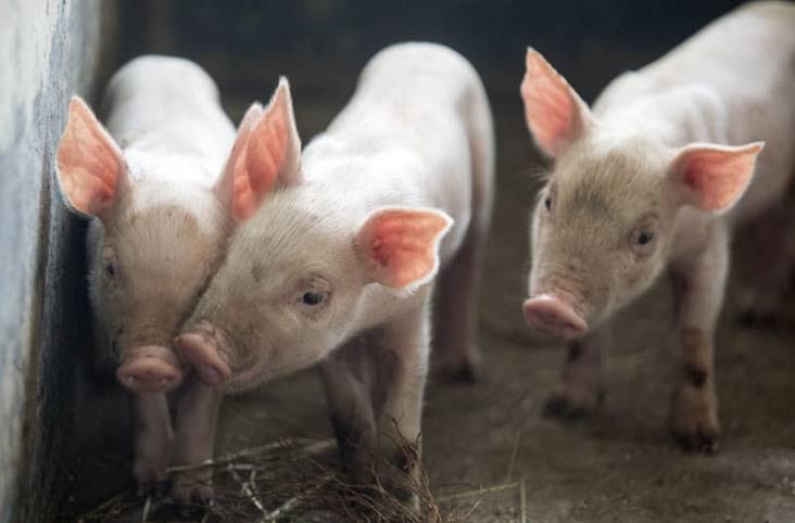 Ціни на свинину живою вагою знову зростають