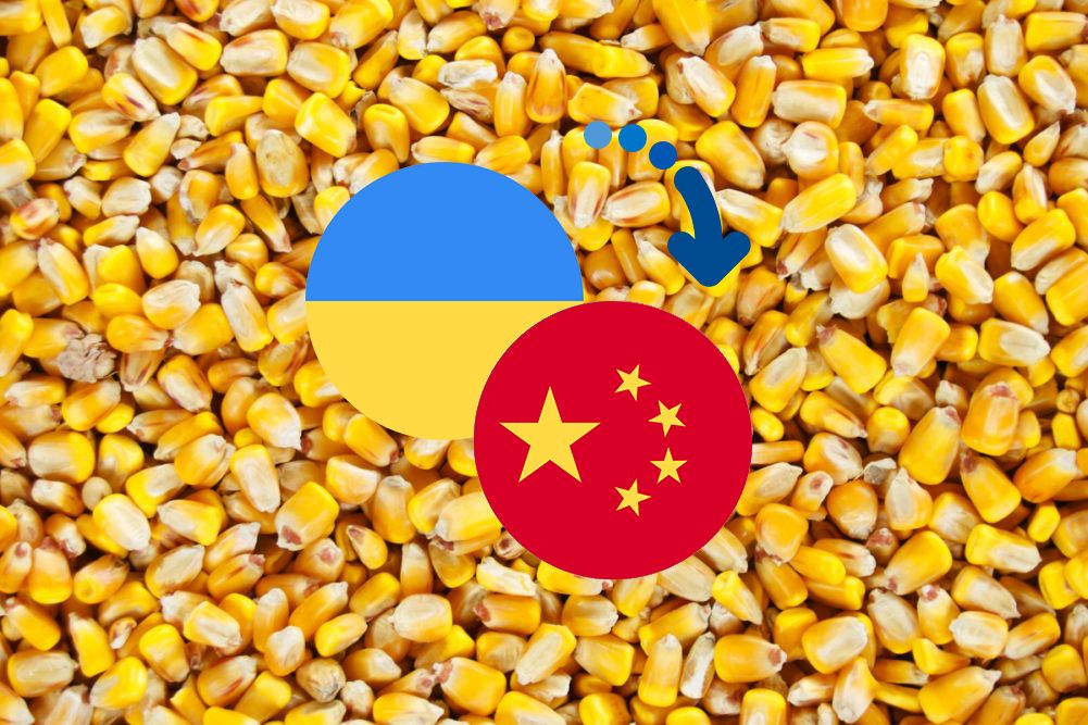 Китай закупив українську кукурудзу