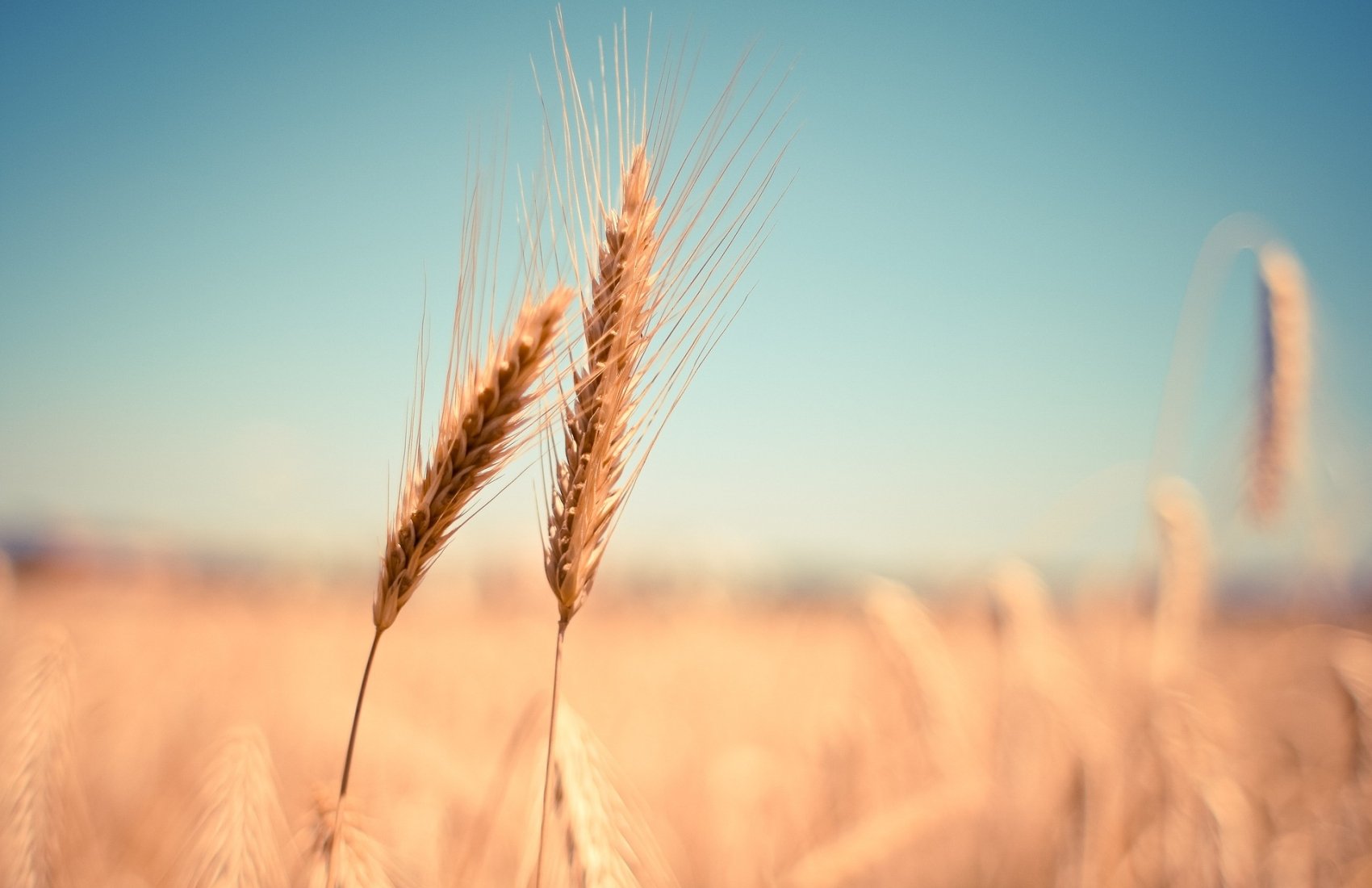 У NASA оцінили врожай пшениці на окупованих територіях України