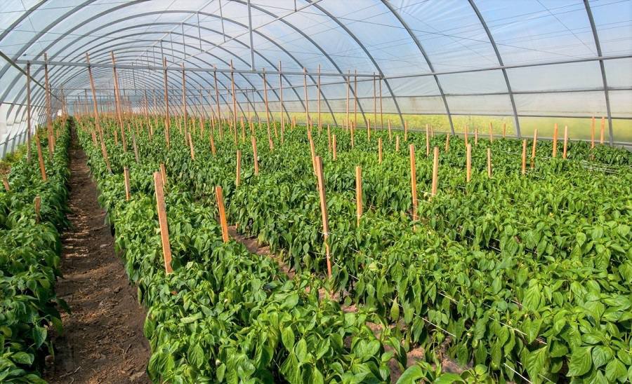 Понад 550 млн гривень грантової підтримки одержали аграрії в цьому році на розвиток садів і теплиць