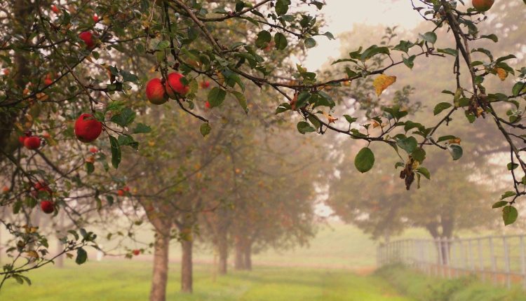 Низькі ціни на яблука змушують фермерів Чернігівщини викидати врожай на смітник