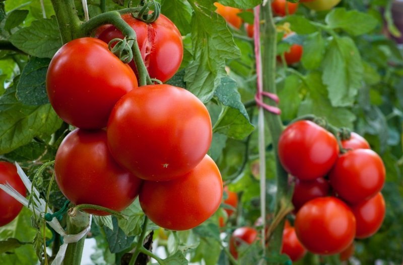 Українським тепличним комбінатам знову вдалося підвищити ціни на томати