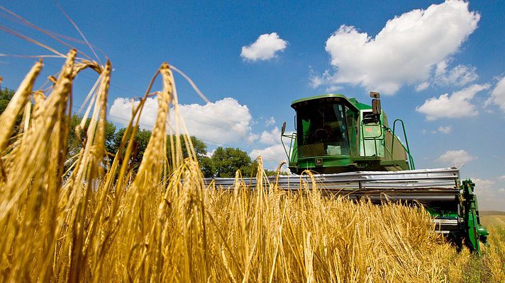 В Україні намолочено майже 77 млн тонн зернових та олійних культур