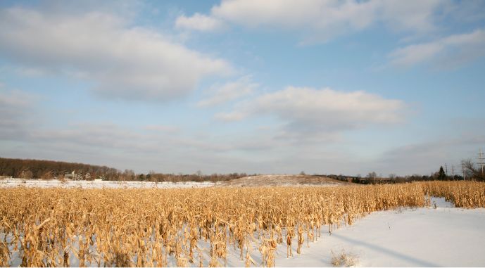 На Полтавщині погода не дозволяє аграріям зібрати кукурудзу