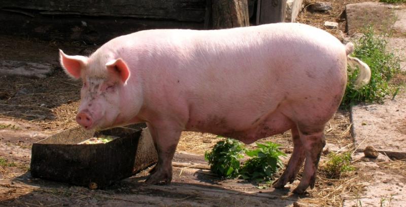 Аналітики прогнозують падіння ціни на живих свиней до 60-62 грн/кг