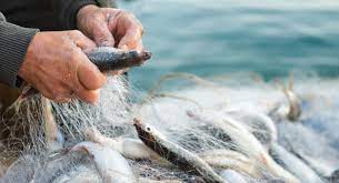 Перші лоти на промисловий вилов риби у 2024 році опубліковано на Прозорро.Продажі