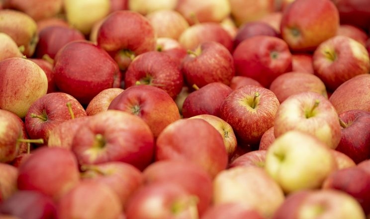 Україна зібрала менший урожай яблук