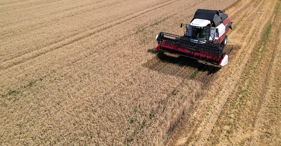 Менше пшениці, більше нішевих культур: як блокада експорту змінює український АПК та чого чекати у новому році
