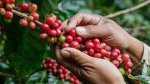 Африканські фермери втрачають замовлення на каву у зв’язку з новим європейським законом про захист лісів