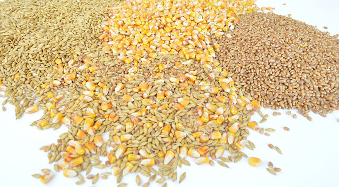 Фуражну пшеницю у портах деякі експортери готові купувати дорожче