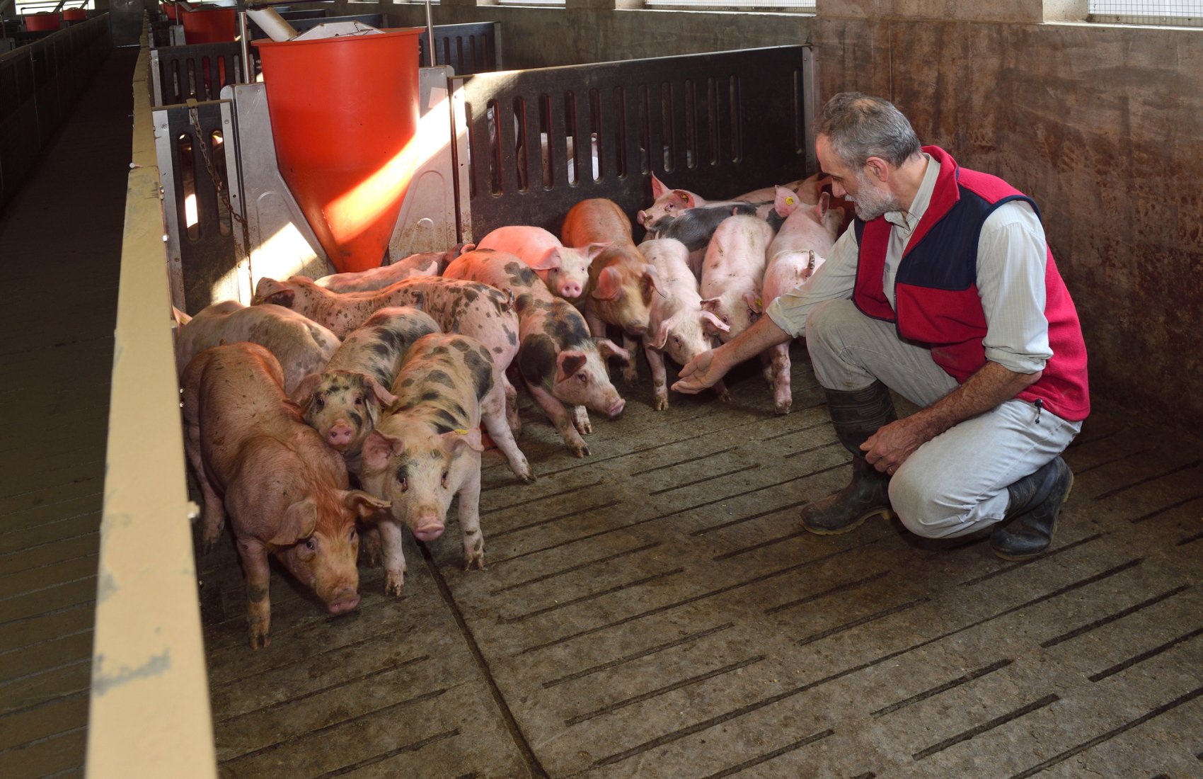 Кожне друге свиногосподарство відчуває дефіцит кадрів – дослідження АСУ